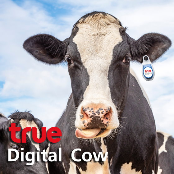 TrueBusiness - True Digital Cow